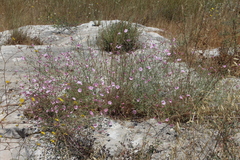 Convolvulus dorycnium