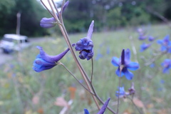Delphinium treleasei