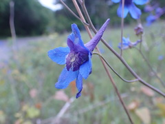 Delphinium treleasei