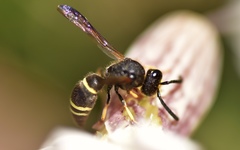 Ancistrocerus trifasciatus