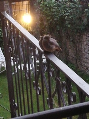 Phoenicurus phoenicurus