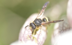 Ancistrocerus trifasciatus