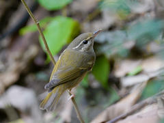 Phylloscopus borealoides
