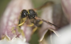 Ancistrocerus trifasciatus