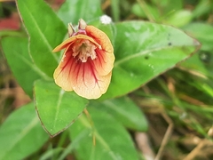 Oenothera epilobiifolia