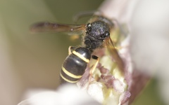 Ancistrocerus trifasciatus