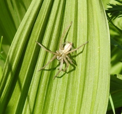 Micrommata virescens