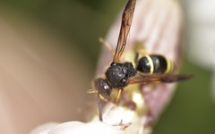 Ancistrocerus trifasciatus