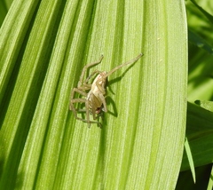 Micrommata virescens