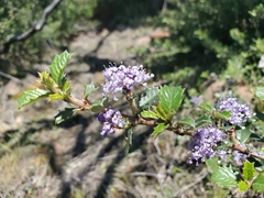 Ceanothus divergens