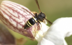 Ancistrocerus trifasciatus