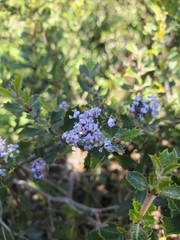 Ceanothus divergens