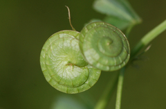 Medicago orbicularis