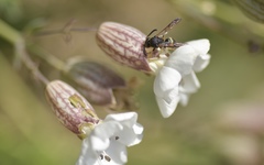 Ancistrocerus trifasciatus
