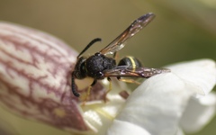 Ancistrocerus trifasciatus