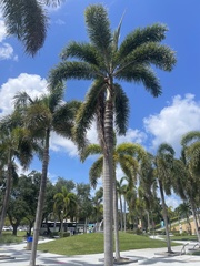 Pseudophoenix sargentii