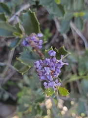 Ceanothus divergens