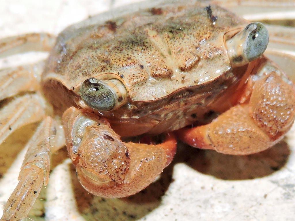 Narrow Tree Crab