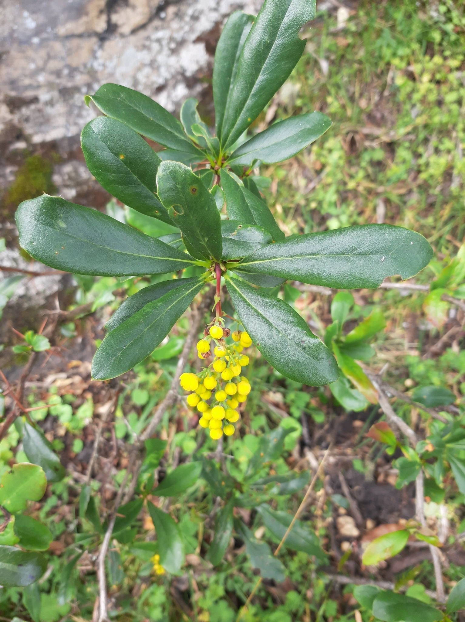 Berberis hallii image