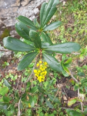 Berberis hallii