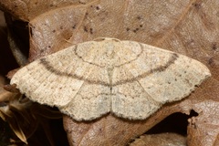 Cyclophora ruficiliaria