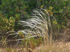 Stipa austroitalica