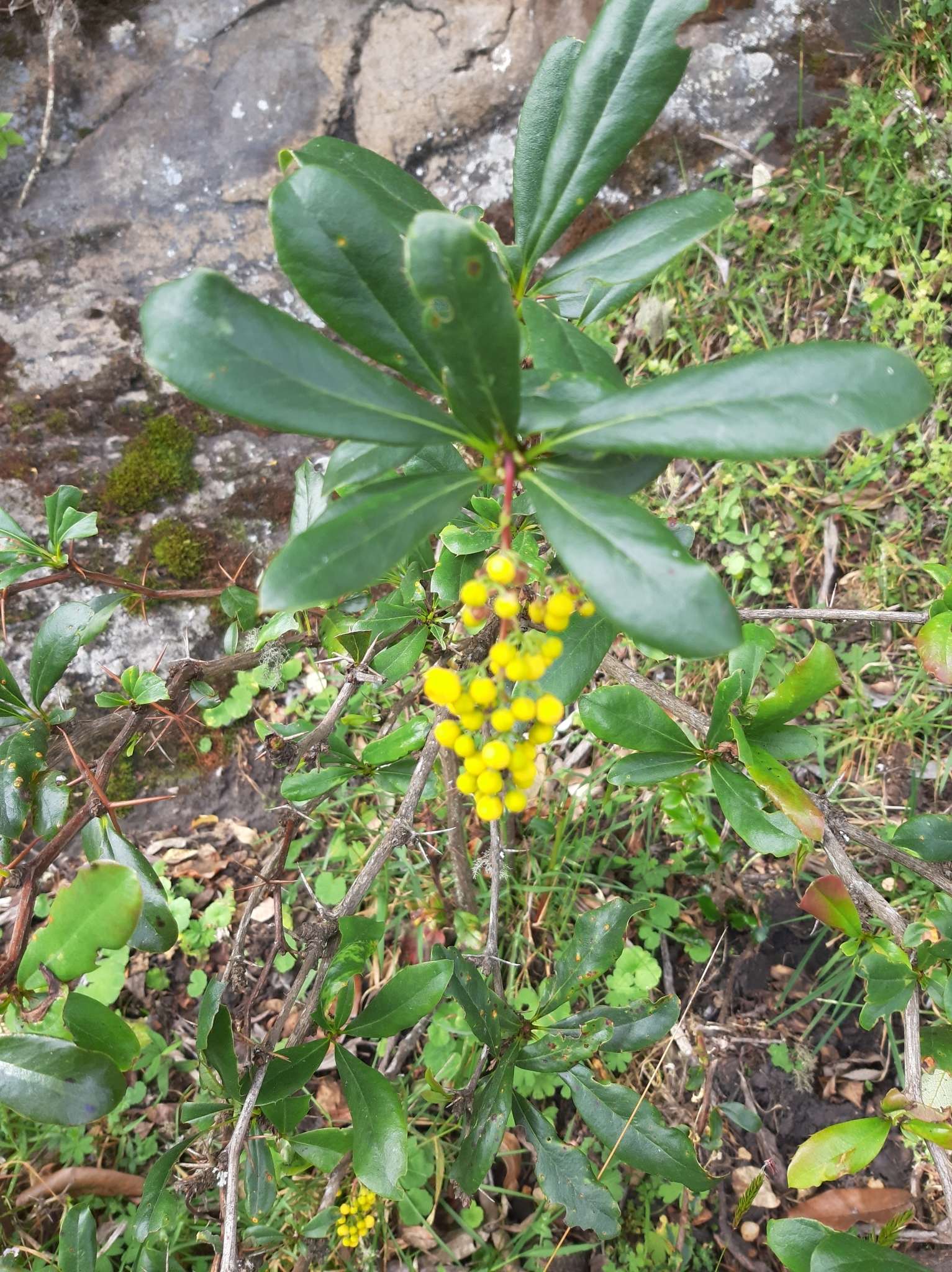 Berberis hallii image