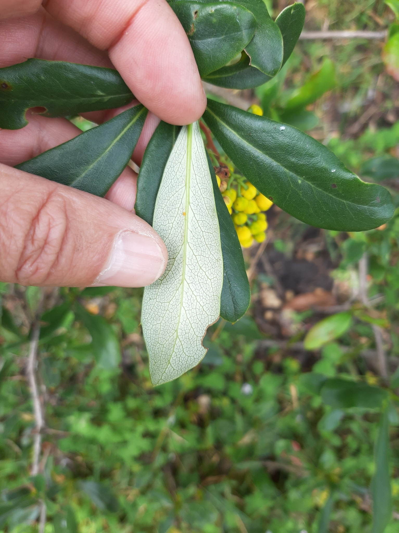 Berberis image