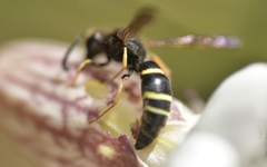 Ancistrocerus trifasciatus