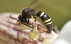 Ancistrocerus trifasciatus