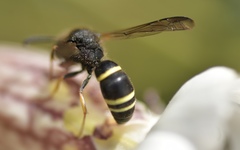 Ancistrocerus trifasciatus
