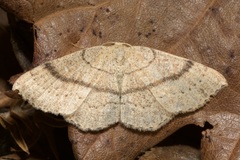 Cyclophora ruficiliaria