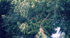 Koelreuteria paniculata