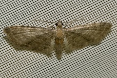 Eupithecia haworthiata