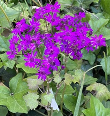 Pericallis × hybrida