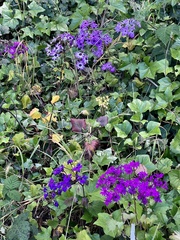 Pericallis × hybrida