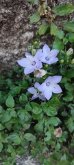 Campanula fragilis