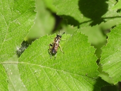 Macrophya postica