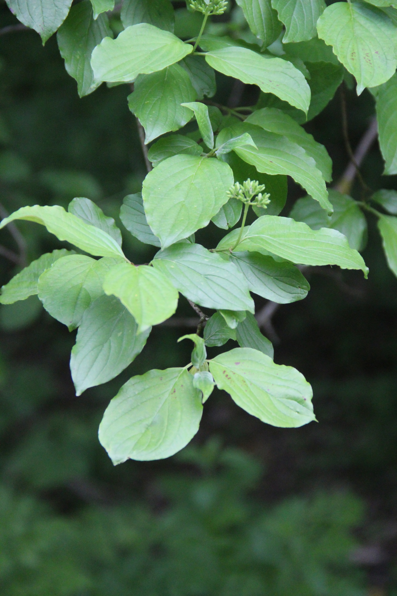 Cornus Sanguinea Subsp. Australis (C.A.Mey.) Jáv.