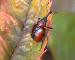 Mecorhis ungarica