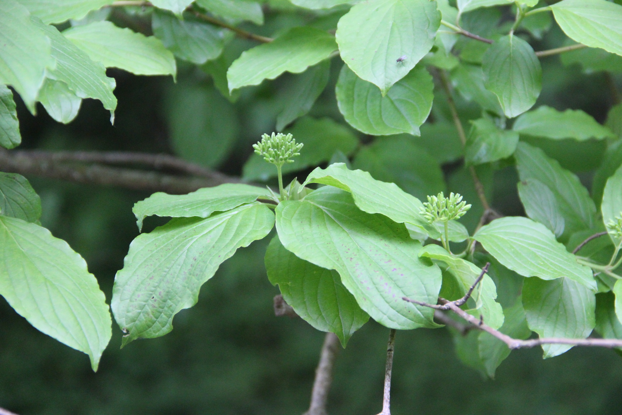 Cornus Sanguinea Subsp. Australis (C.A.Mey.) Jáv.