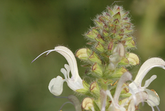 Salvia austriaca