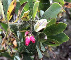 Arctostaphylos columbiana