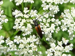 Stenurella melanura