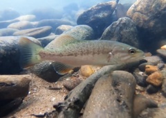 Micropterus chattahoochae