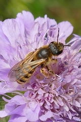 Halictus scabiosae