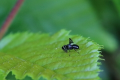 Herina frondescentiae