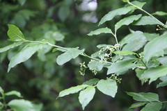 Euonymus leiophloeus