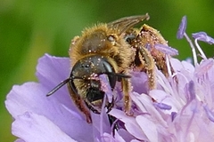 Halictus scabiosae