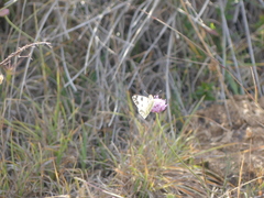 Pontia edusa